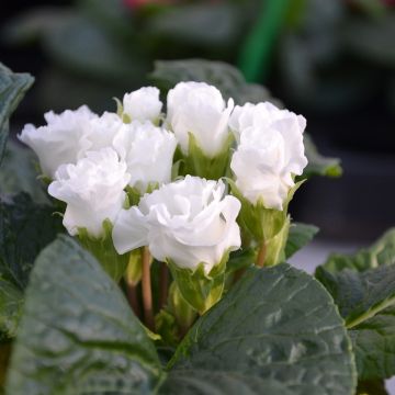 Primula Rosebud F1 White