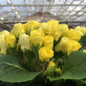 Primula Rosebud F1 Light yellow