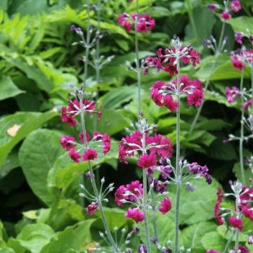 Primula pulverulenta