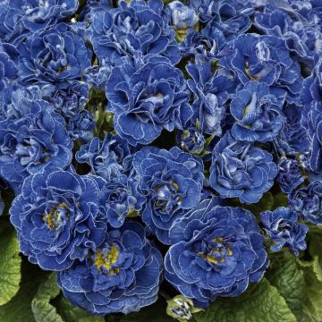 Primula Belarina Baltic Blue