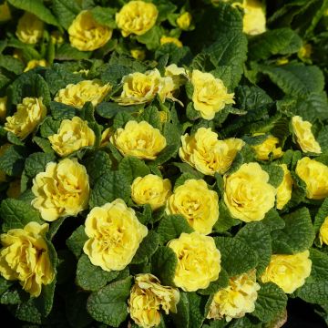 Primula Belarina Buttercup Yellow