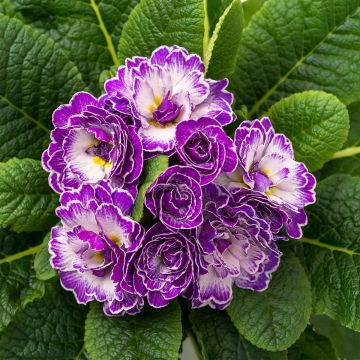 Primula Belarina Purple Dawn