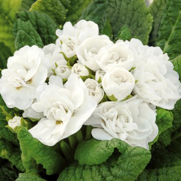 Primula Belarina Snow