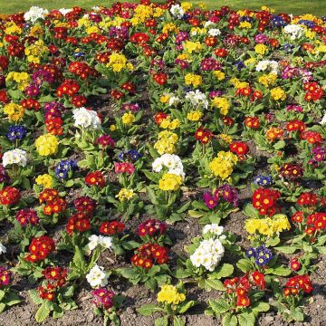 Primula eliator Crescendo Mix - Primula maggiore