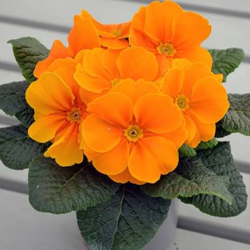 Primula Charlie Orange F1