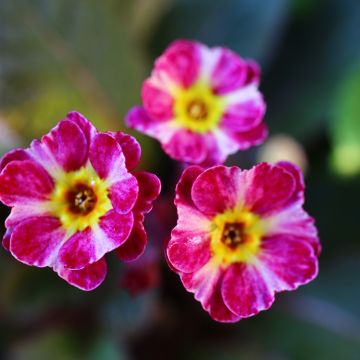 Primula polyanthus Dark Rosaleen