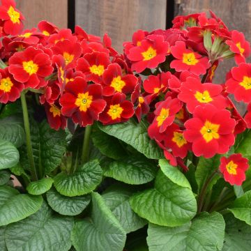 Primula elatior Colibri Red Shades - Primula maggiore