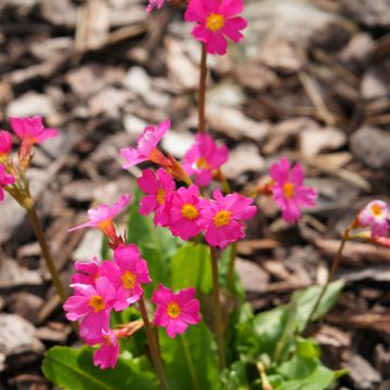 Primula rosea Grandiflora