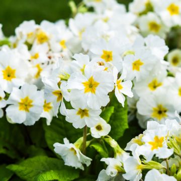 Primula vulgaris - Primula comune