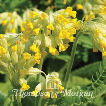 Primula veris (semi) - Primula odorosa