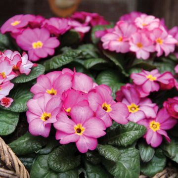 Primevère Tinkerbells - Primula acaulis