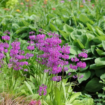 Primula beesiana