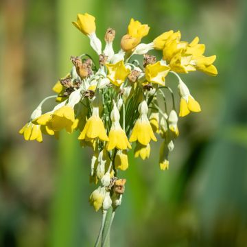 Primula florindae