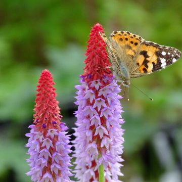 Primula vialii