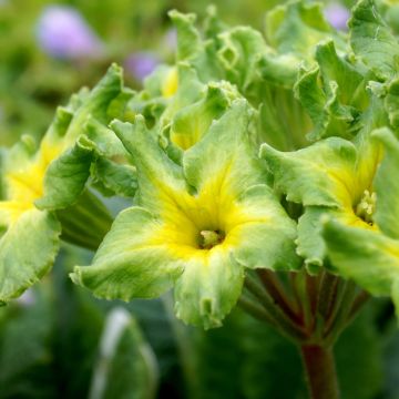 Primula Francesca