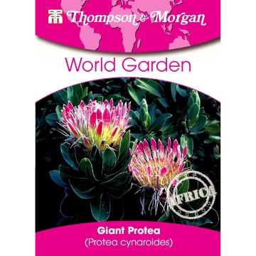 Protea cynaroides (semi) - Protea Re