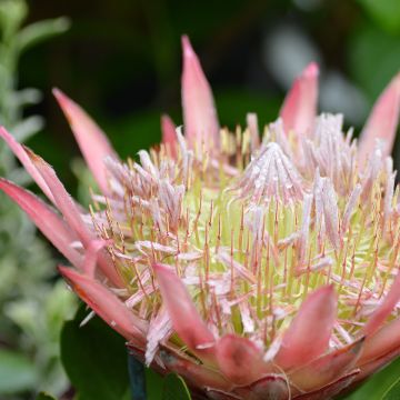 Protea cynaroides Little Prince - Protea Re