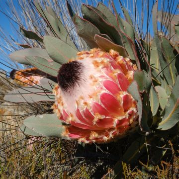 Protea magnifica