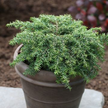 Tsuga canadensis Nana