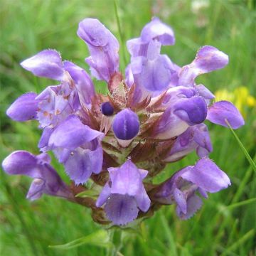 Prunella grandiflora Altenberg Rosa