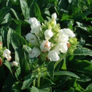 Prunella grandiflora White Loveliness