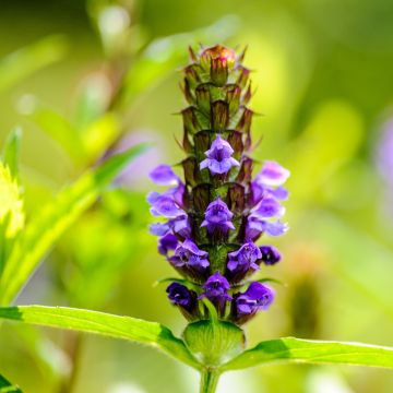 Prunella vulgaris - Brunella