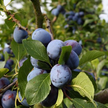 Prugna Bleue de Belgique