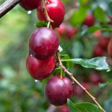 Prunus domestica Opal - Susino