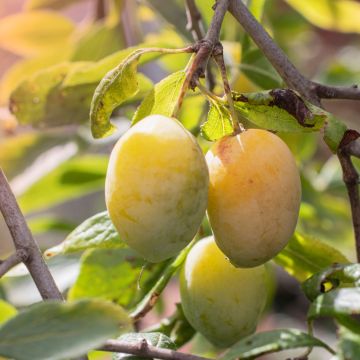 Susino Quetsche Blanche de Létricourt Bio