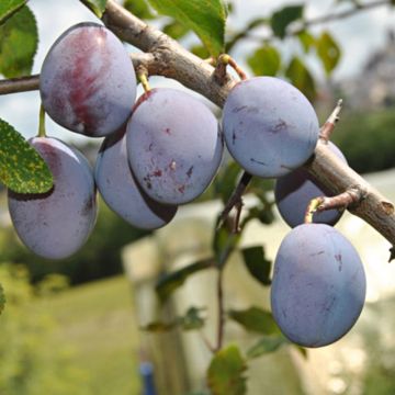 Susino Quetsche d'Alsace