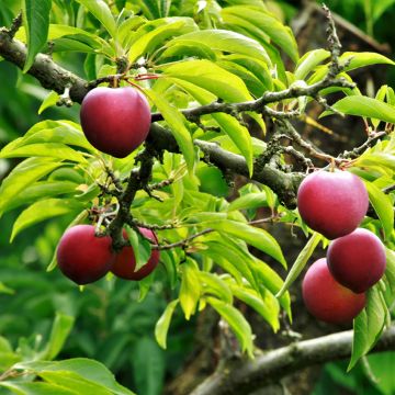 Susino cino-giapponese Allo - Prunus x salicina