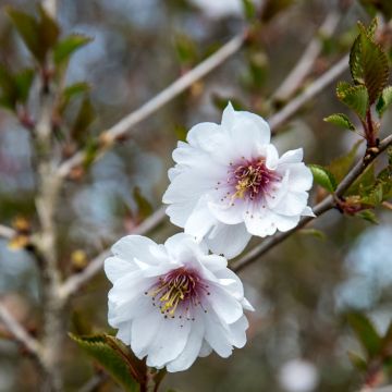 Prunus Hally Jolivette - Ciliegio da fiore