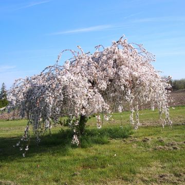 Prunus Snow Fountains - Ciliegio da fiore