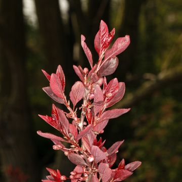 Prunus cerasifera Hollywood - Ciliegio da fiore