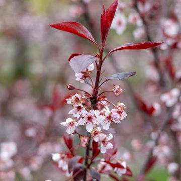 Prunus cistena - Ciliegio da fiore