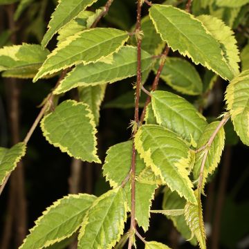 Prunus incisa Frilly Frock - Ciliegio da fiore