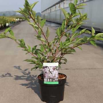 Prunus nipponica var. kurilensis Ruby - Ciliegio da fiore