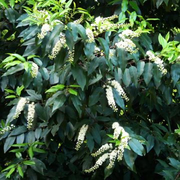 Prunus lusitanica - Lauro del Portogallo