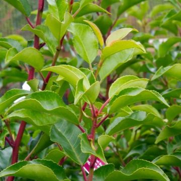 Prunus lusitanica Brenelia - Lauro del Portogallo