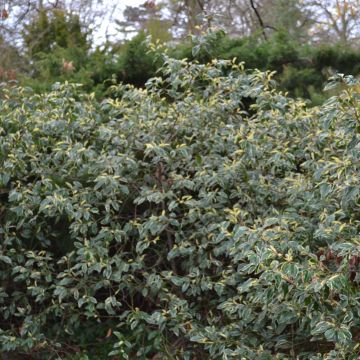 Prunus lusitanica Variegata - Lauro del Portogallo