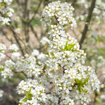 Prunus mahaleb - Ciliegio canino