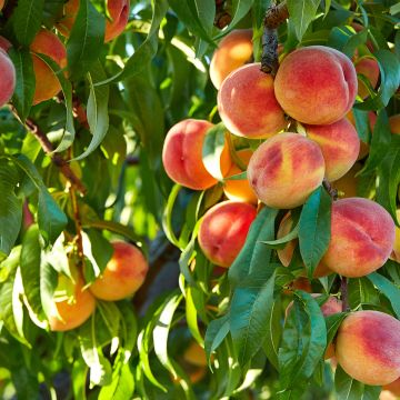 Pesco Fertile de Septembre