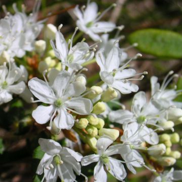 Prunus pumila Depressa - Ciliegio da fiore