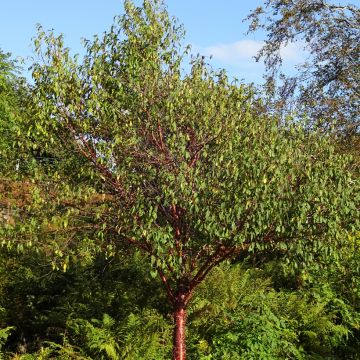 Prunus serrula - Ciliegio da fiore