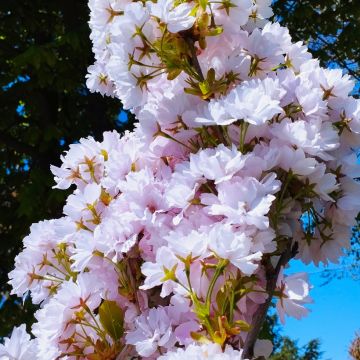 Prunus serrulata Amanogawa - Ciliegio da fiore