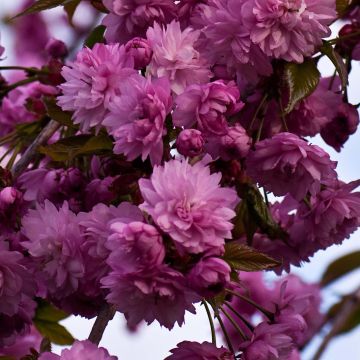 Prunus serrulata Kiku-Shidare-Zakura - Ciliegio da fiore