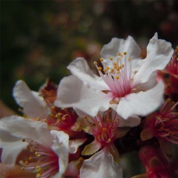 Prunus tomentosa - Ciliegio di Nanchino