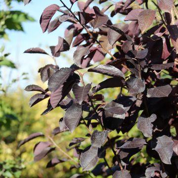 Prunus virginiana Canada Red