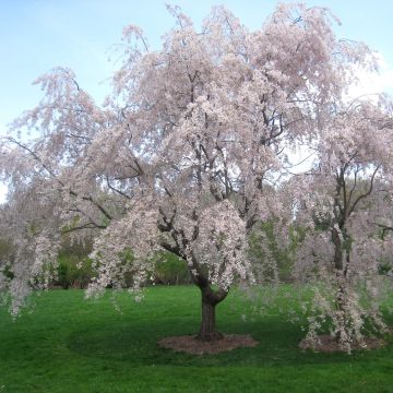 Prunus subhirtella Pendula Rubra - Ciliegio da fiore