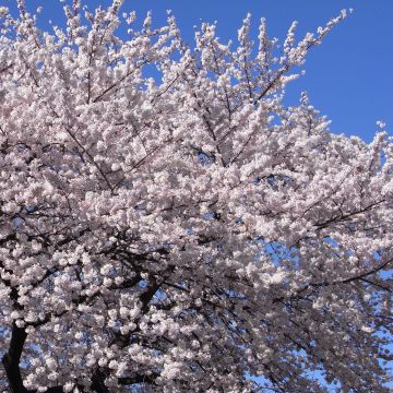 Prunus yedoensis - Ciliegio da fiore